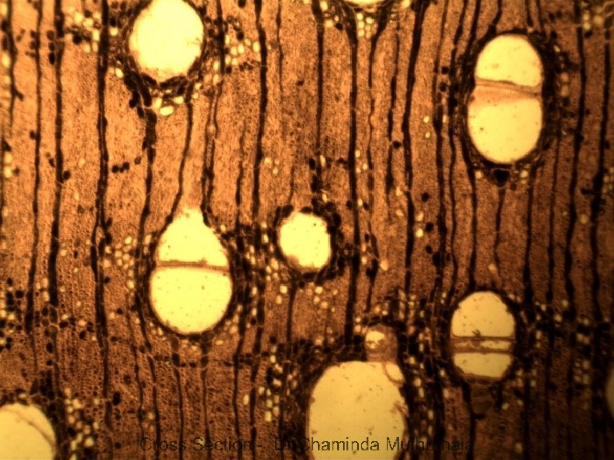 Terminalia arjuna (Roxb. ex DC.) Wight & Arn.